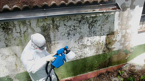 Top rated local Crawl Space Mold Remediation specialists in Fremont, MI